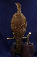 藍腹鷴藏品圖，第5張